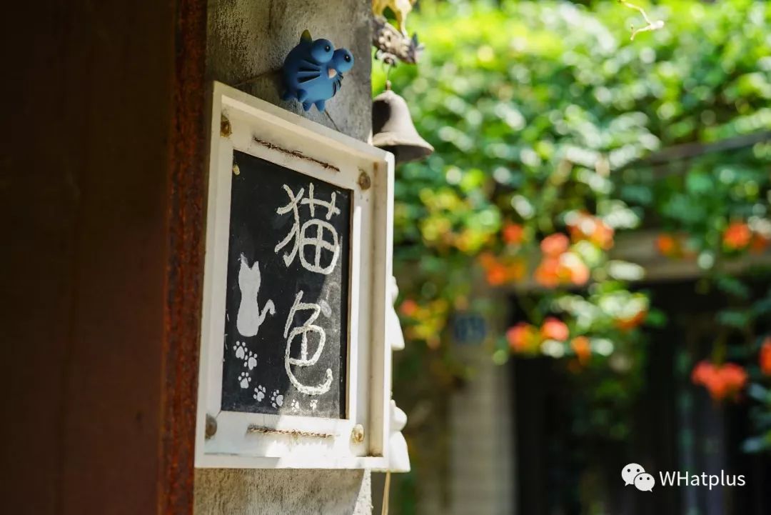 5家猫咖店200只猫，这对夫妻治愈无数武汉人