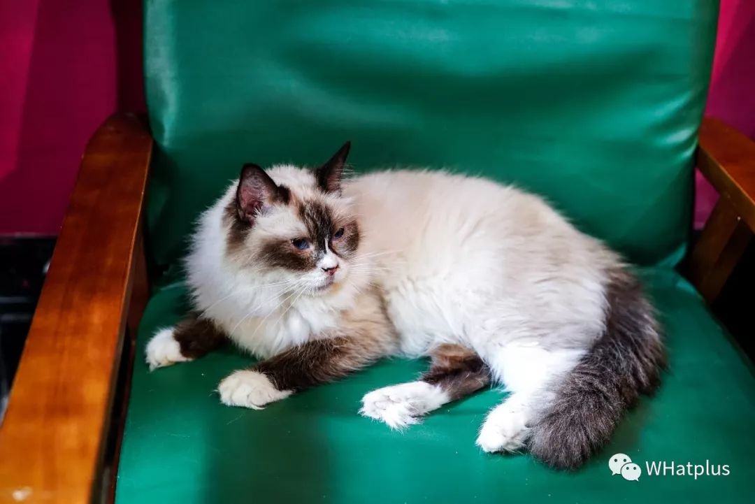 5家猫咖店200只猫,这对夫妻治愈无数武汉人