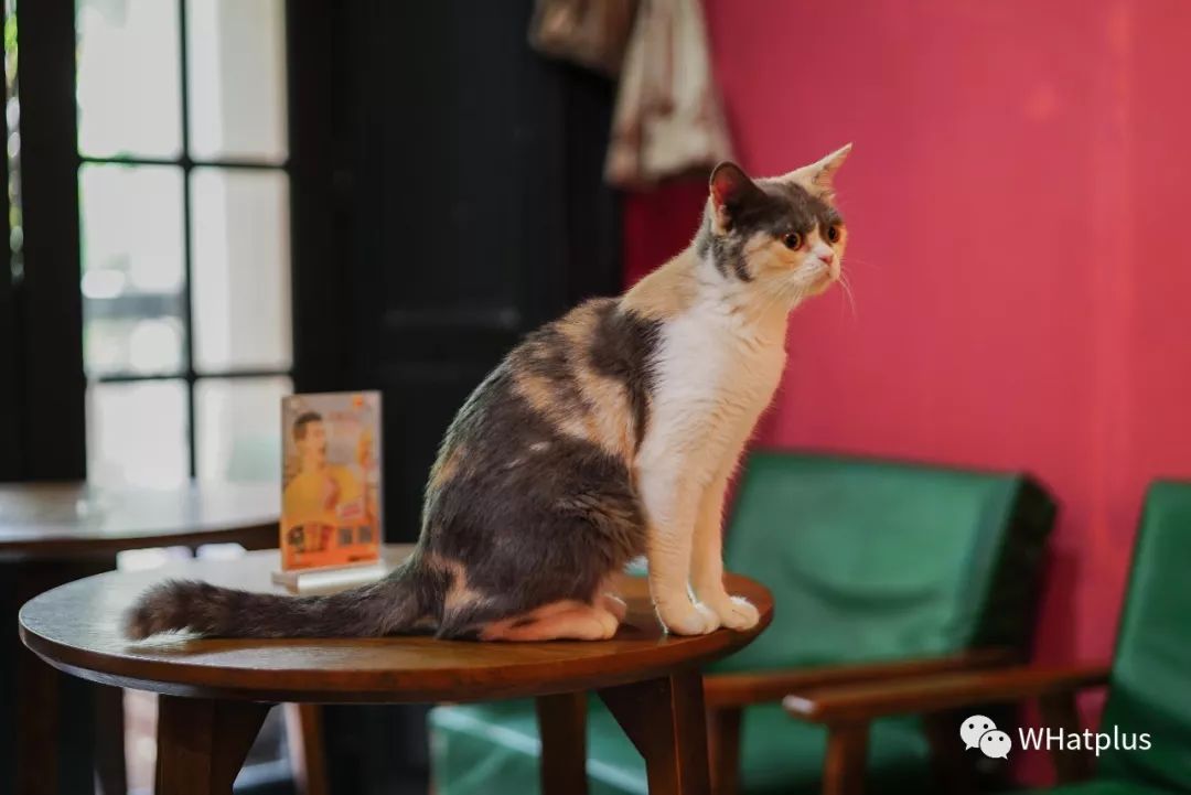 5家猫咖店200只猫,这对夫妻治愈无数武汉人