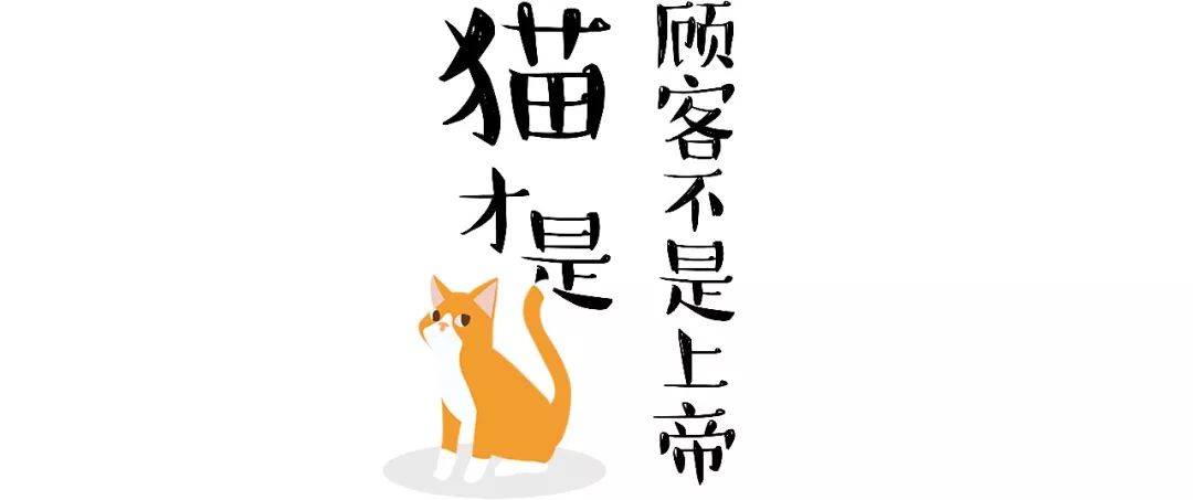 5家猫咖店200只猫,这对夫妻治愈无数武汉人