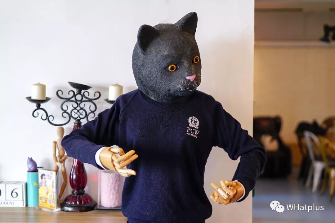 5家猫咖店200只猫,这对夫妻治愈无数武汉人