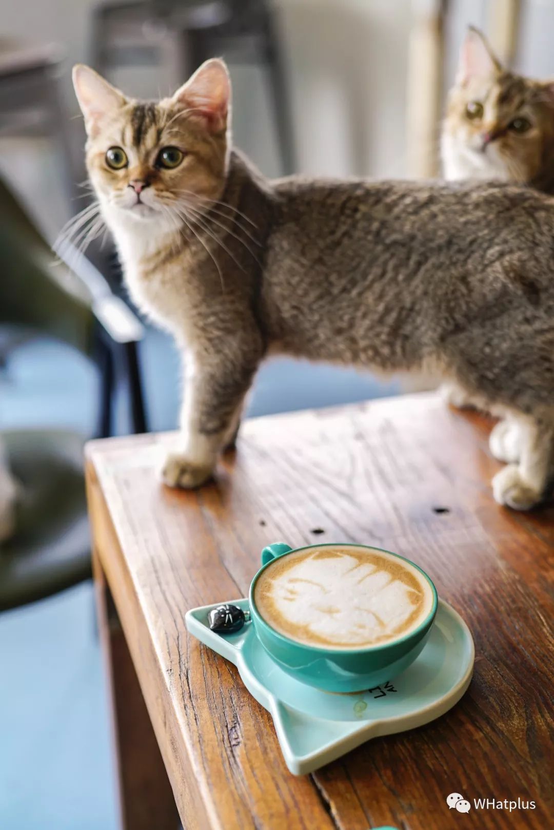 5家猫咖店200只猫,这对夫妻治愈无数武汉人