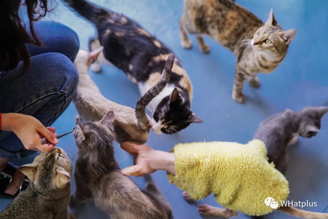 5家猫咖店200只猫，这对夫妻治愈无数武汉人