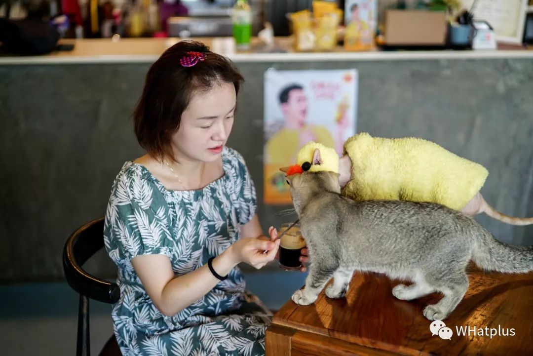 5家猫咖店200只猫,这对夫妻治愈无数武汉人