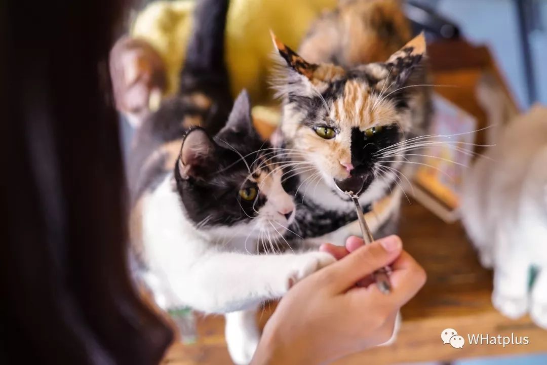 5家猫咖店200只猫,这对夫妻治愈无数武汉人
