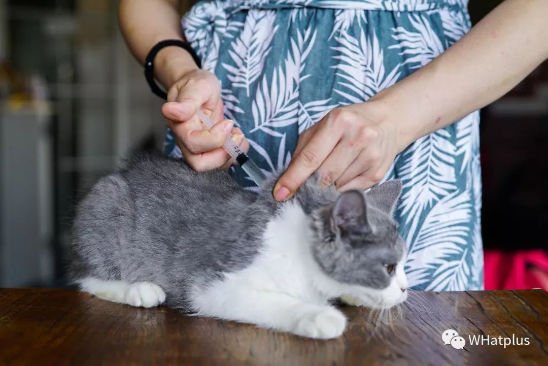 5家猫咖店200只猫,这对夫妻治愈无数武汉人