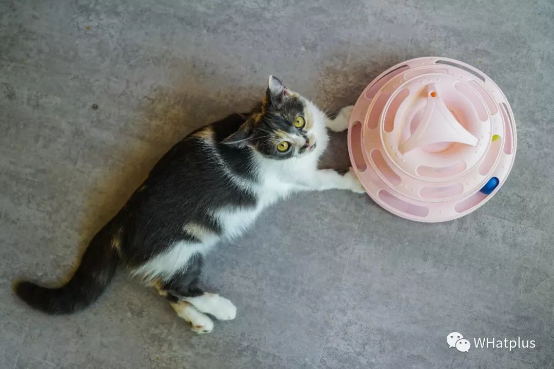 5家猫咖店200只猫，这对夫妻治愈无数武汉人