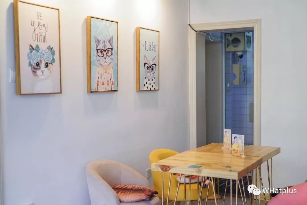 5家猫咖店200只猫，这对夫妻治愈无数武汉人