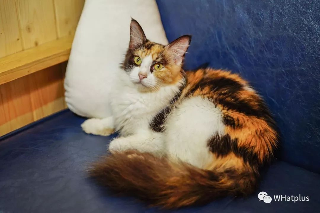 5家猫咖店200只猫,这对夫妻治愈无数武汉人