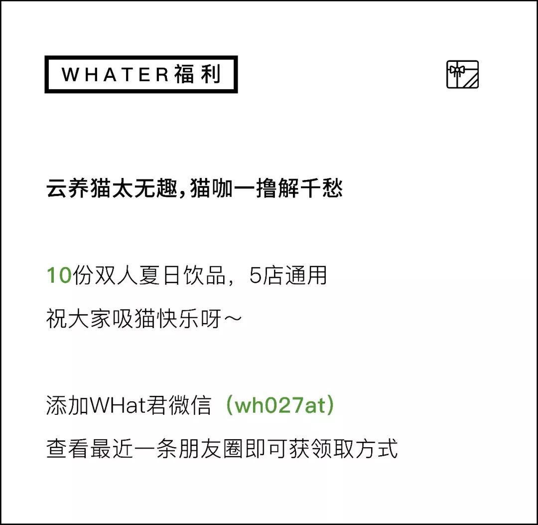 5家猫咖店200只猫,这对夫妻治愈无数武汉人