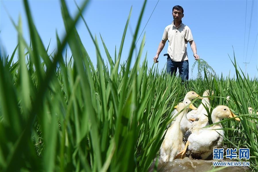 黑土龙腾新跨越——黑龙江省争当农业现代化排头兵巡礼