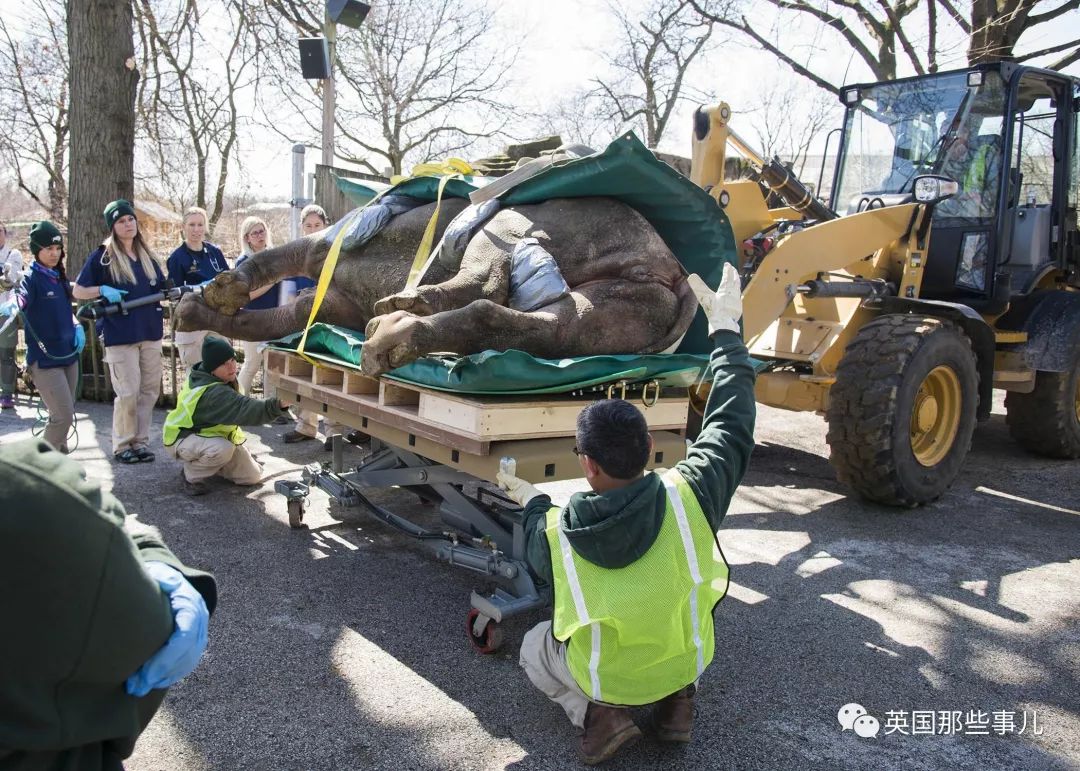 动物生病怎么做ct (动物生病做ct)
