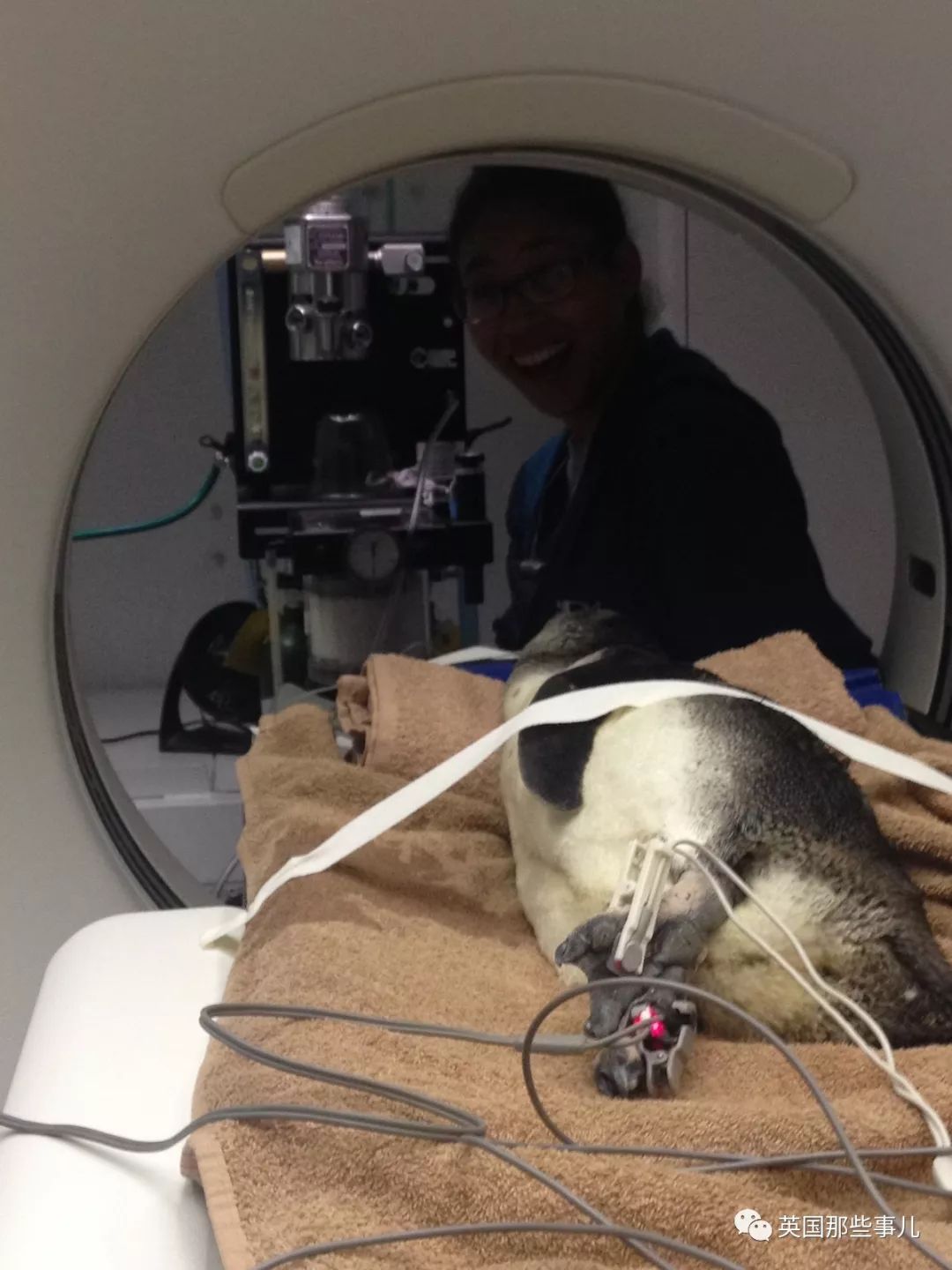 动物生病怎么做ct (动物生病做ct)