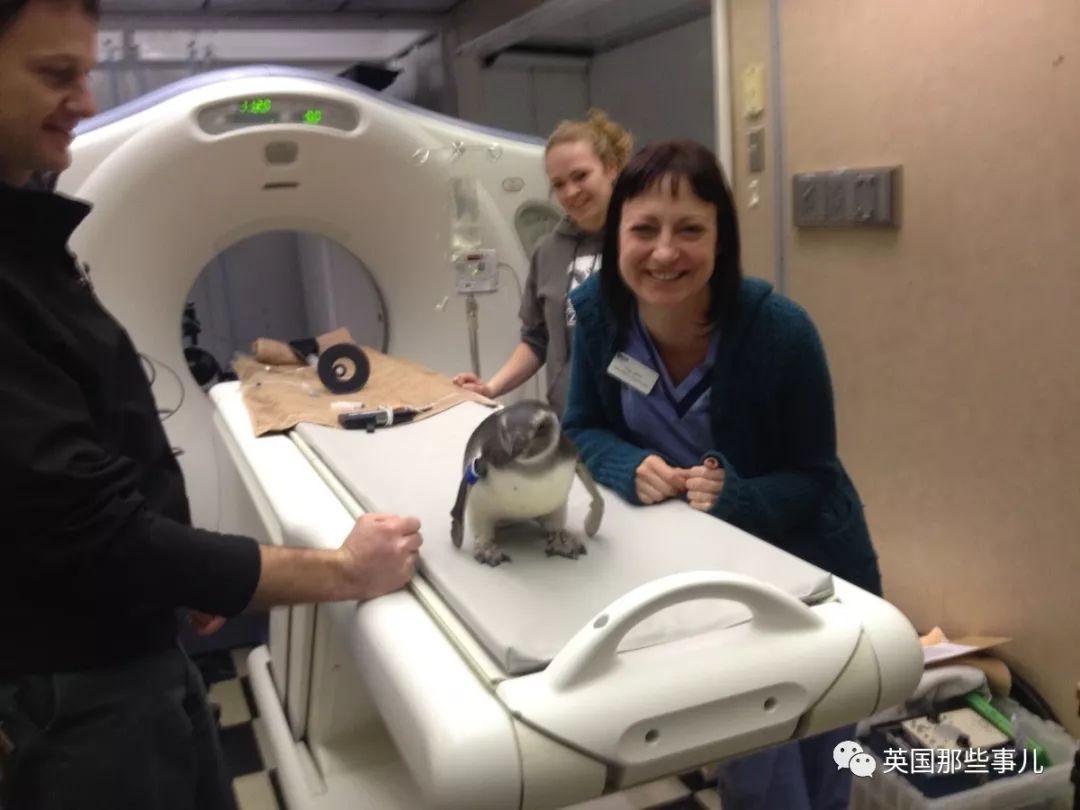 动物生病怎么做ct (动物生病做ct)