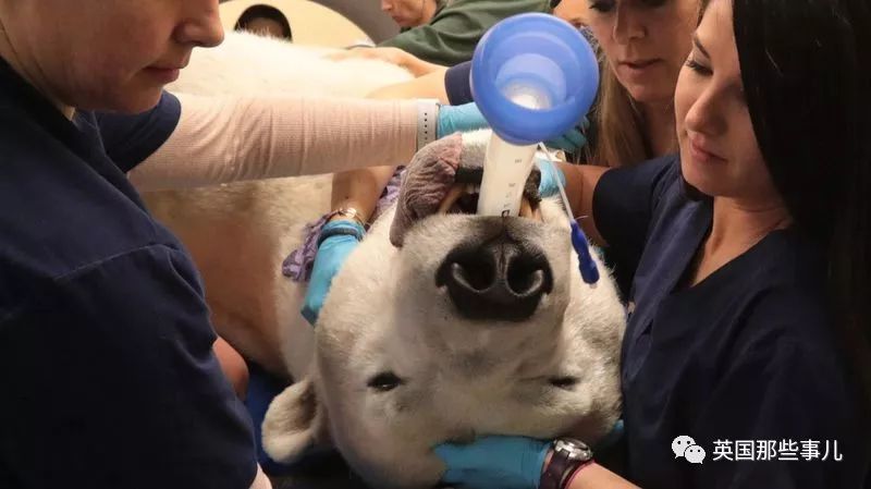 动物生病怎么做ct (动物生病做ct)