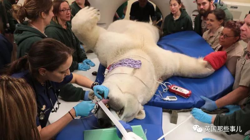 动物生病怎么做ct (动物生病做ct)