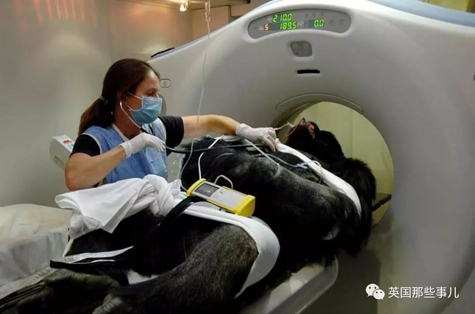 动物生病怎么做ct (动物生病做ct)