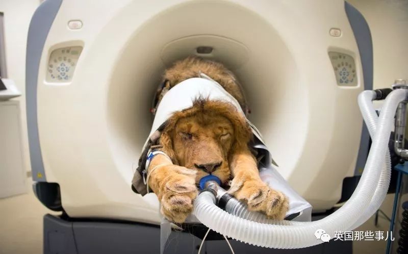 动物生病怎么做ct (动物生病做ct)