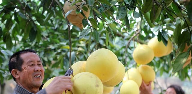 种植柚子树的小窍门,栽种的柚子树怎么施肥