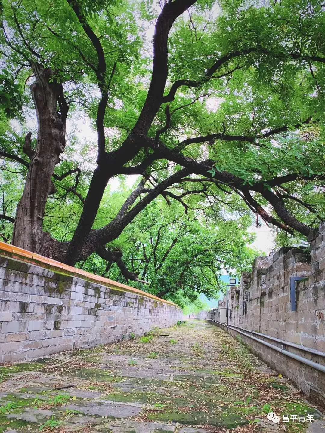 明十三陵没有发掘参观看什么,探秘明十三陵中央十台