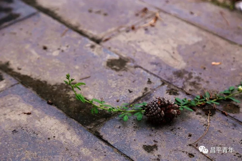 明十三陵没有发掘参观看什么,探秘明十三陵中央十台