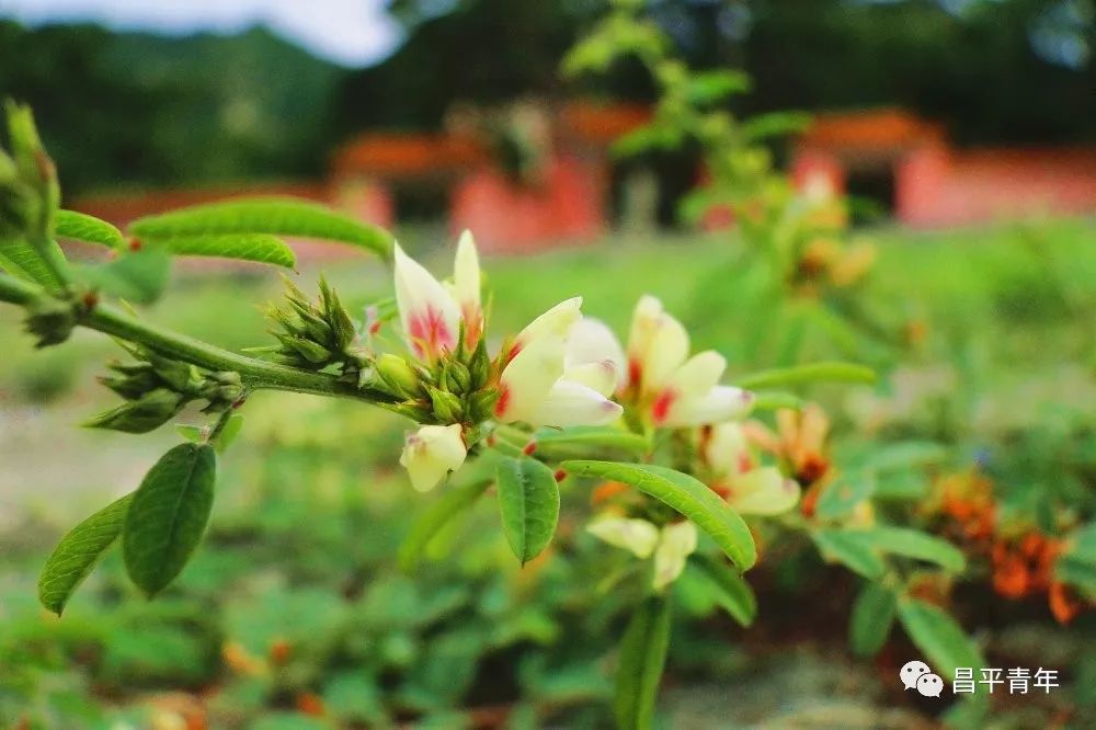 明十三陵没有发掘参观看什么,探秘明十三陵中央十台