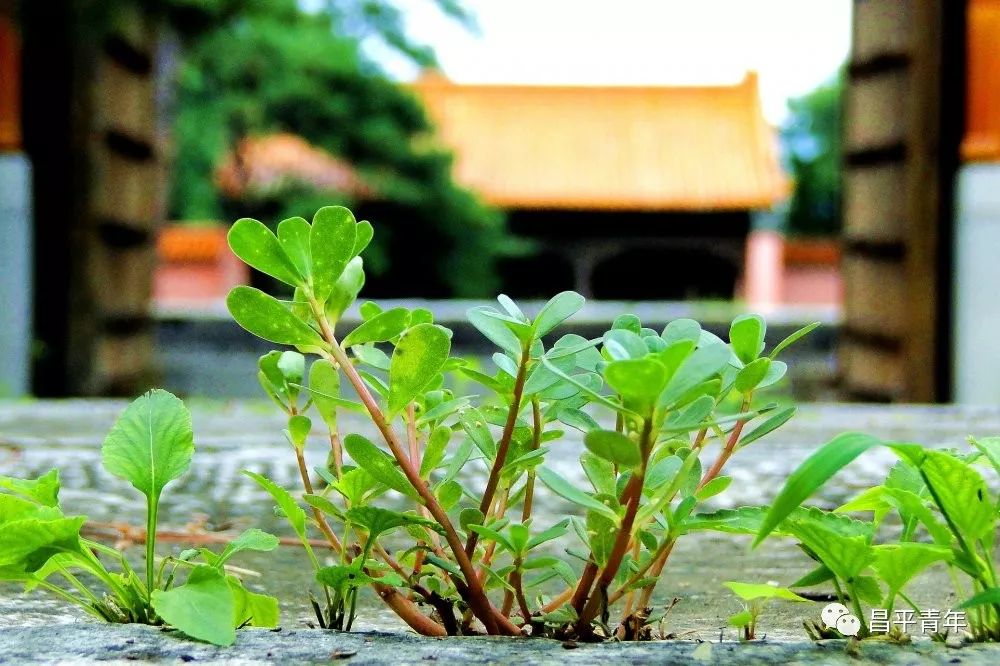 明十三陵没有发掘参观看什么,探秘明十三陵中央十台