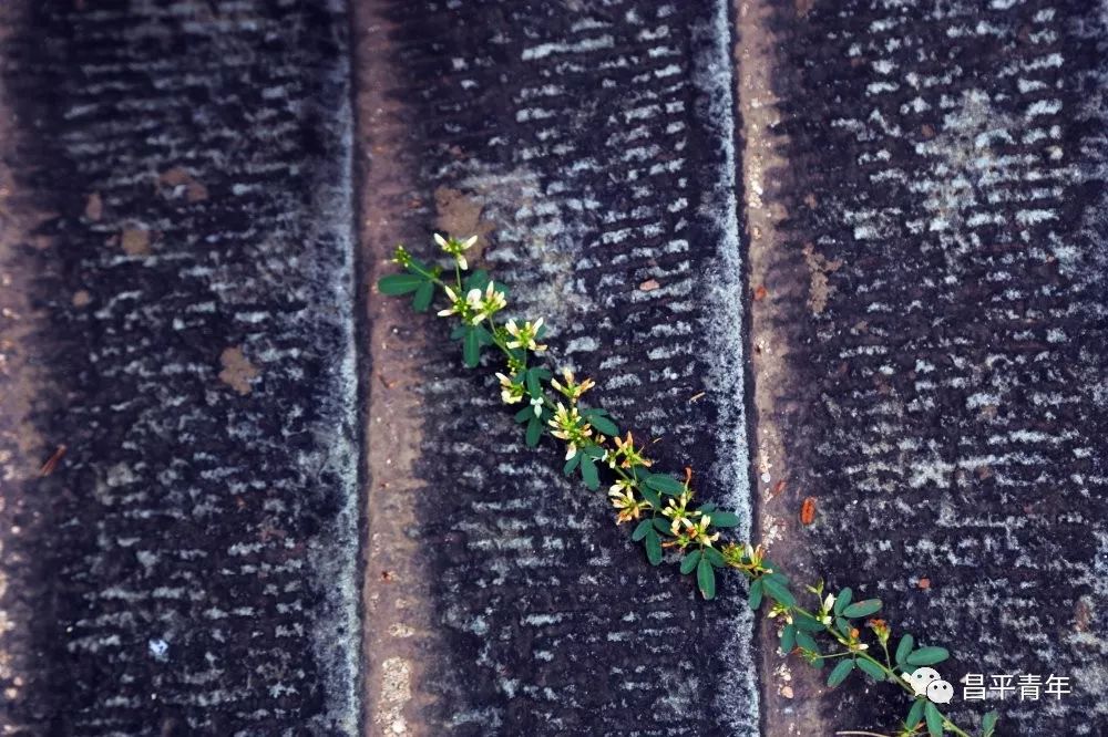 明十三陵没有发掘参观看什么,探秘明十三陵中央十台