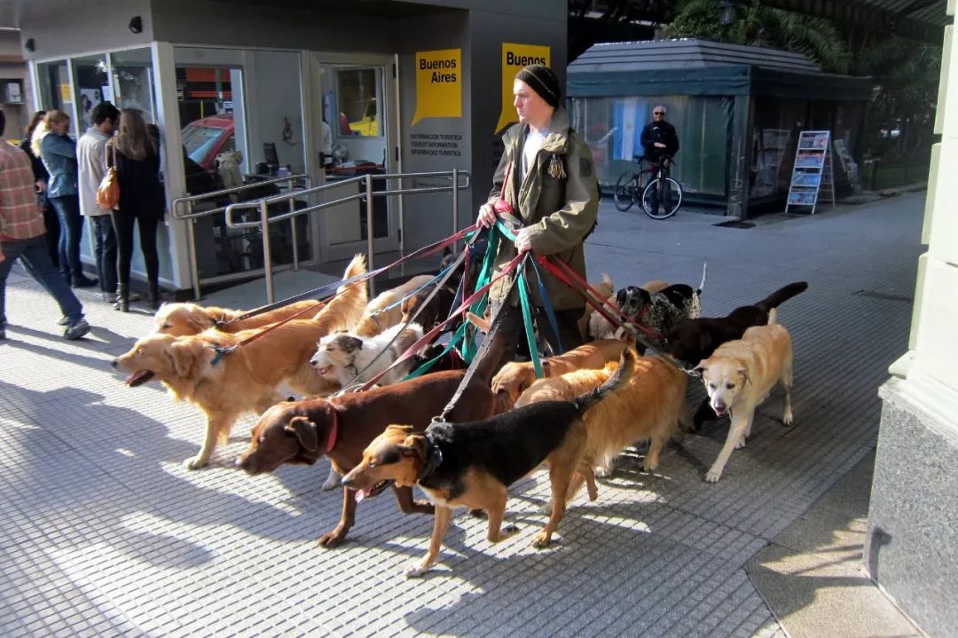 遛狗师一个月挣多少钱,遛狗师一年的工资