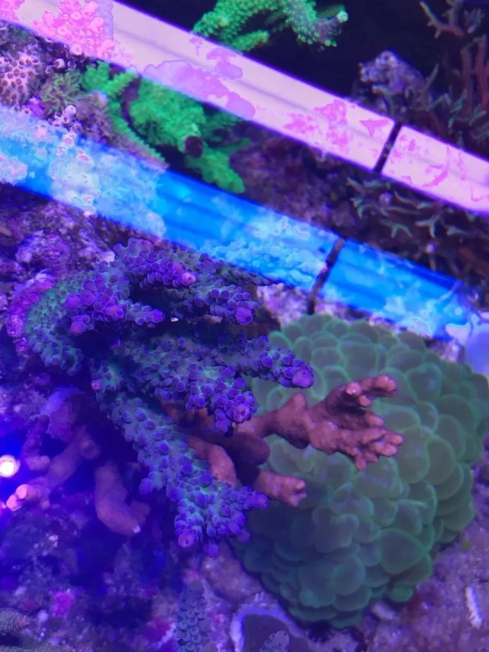 一周才打理一次的90骨缸，这状态我不信