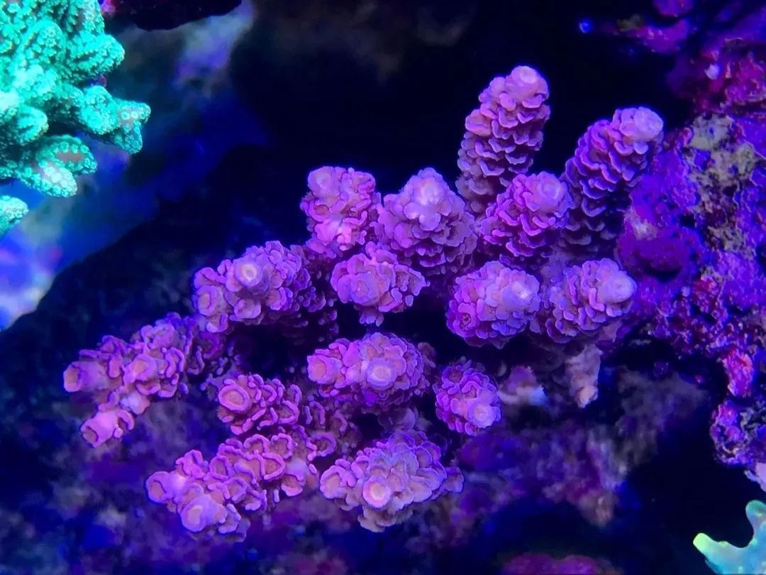 一周才打理一次的90骨缸，这状态我不信