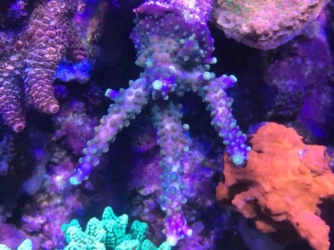 一周才打理一次的90骨缸，这状态我不信