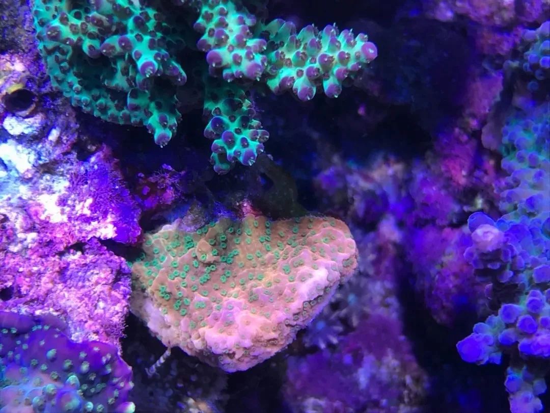 一周才打理一次的90骨缸，这状态我不信