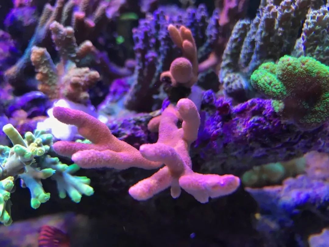 一周才打理一次的90骨缸，这状态我不信