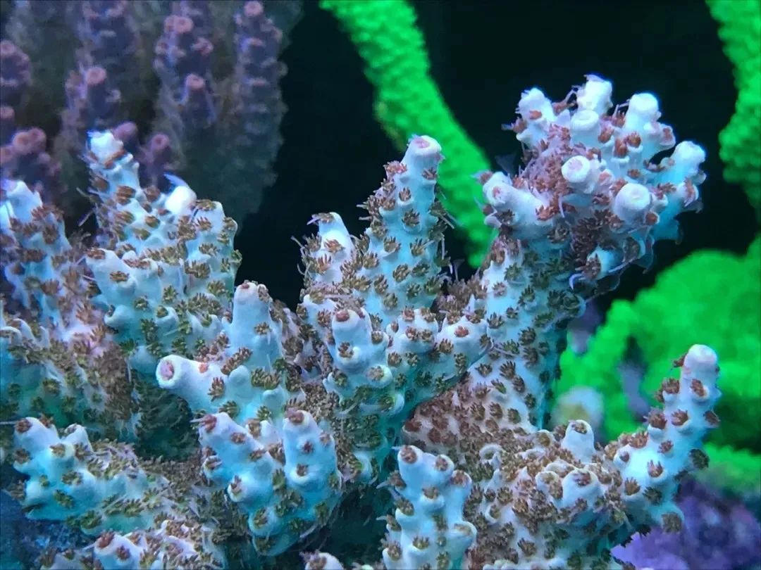 一周才打理一次的90骨缸，这状态我不信