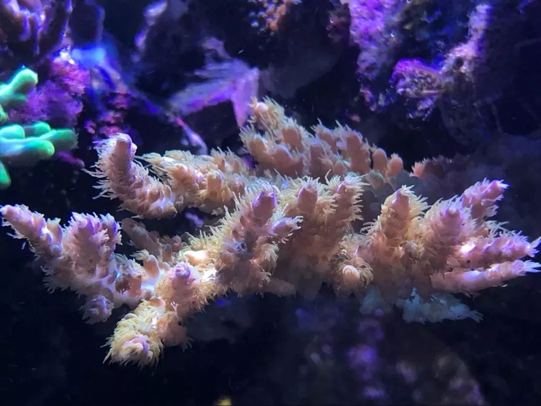 一周才打理一次的90骨缸，这状态我不信