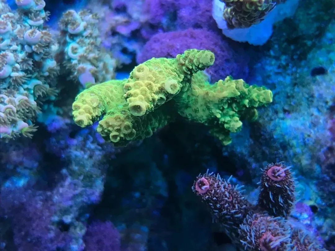 一周才打理一次的90骨缸，这状态我不信