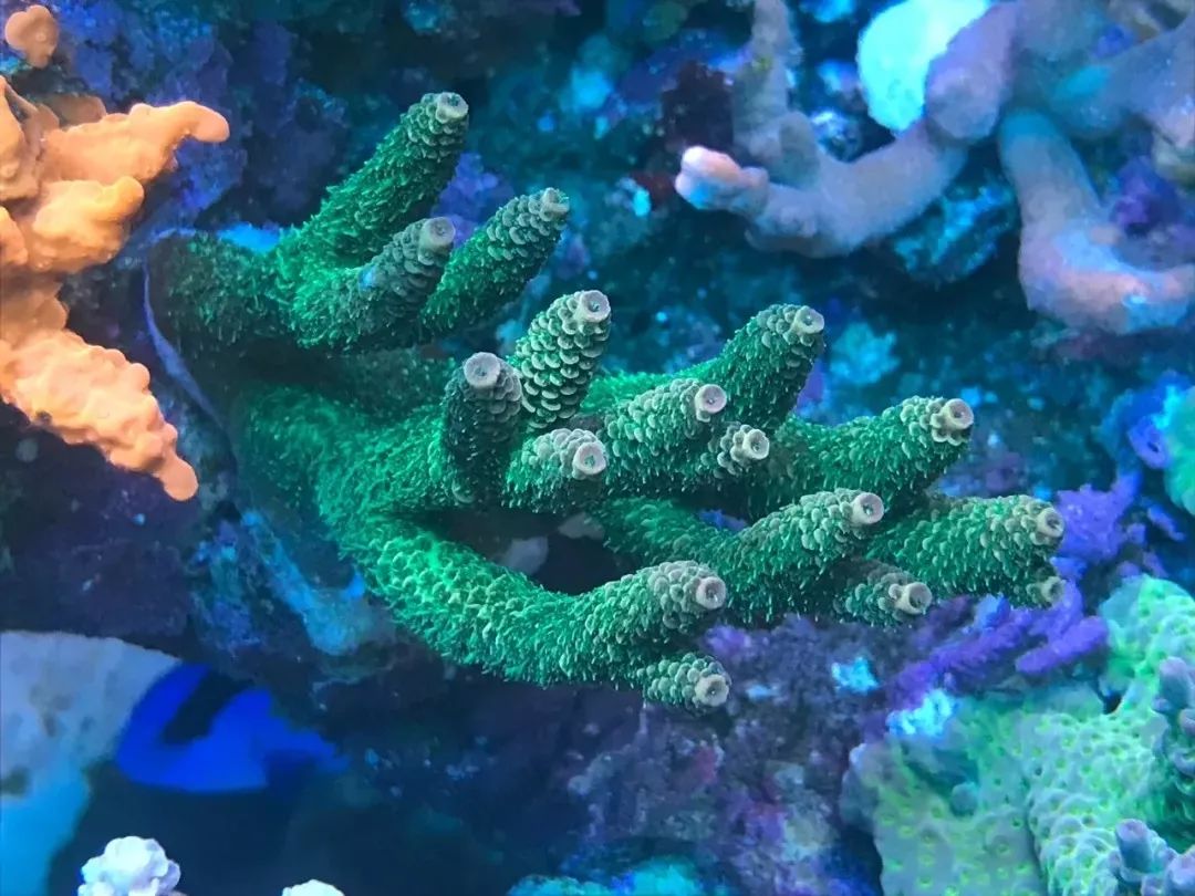 一周才打理一次的90骨缸，这状态我不信