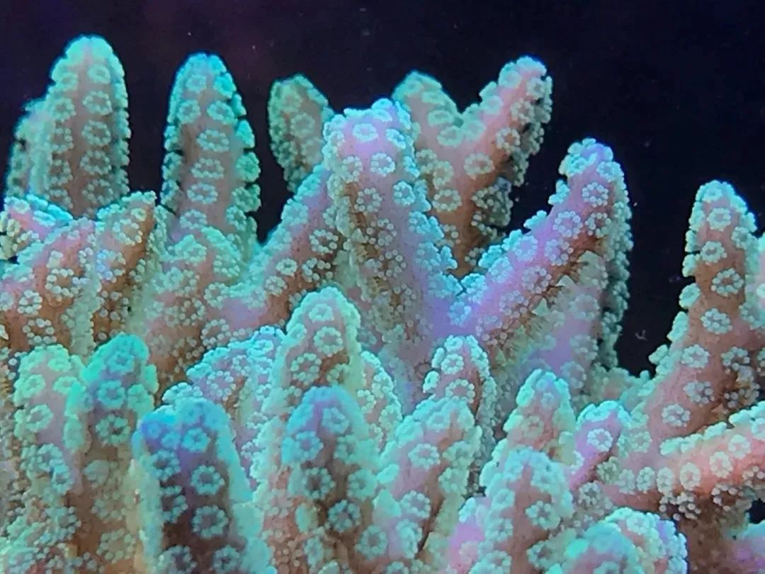 一周才打理一次的90骨缸，这状态我不信