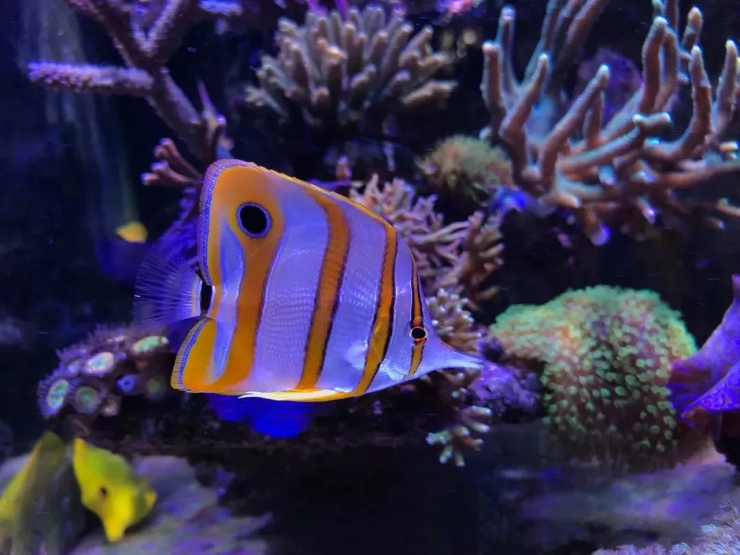 一周才打理一次的90骨缸，这状态我不信