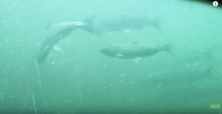 给约会软件拍视频带盐,这个网红博主被骂成筛子…