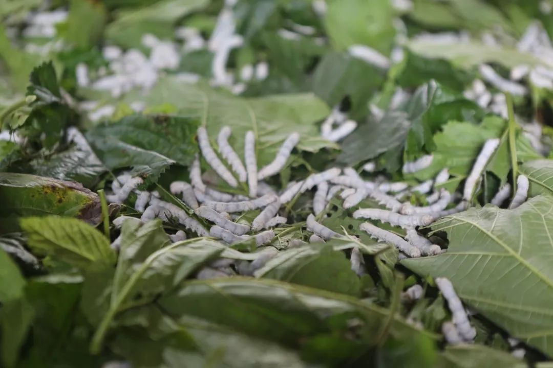 贵州荔波县哪些农业项目,荔波种植什么最赚钱