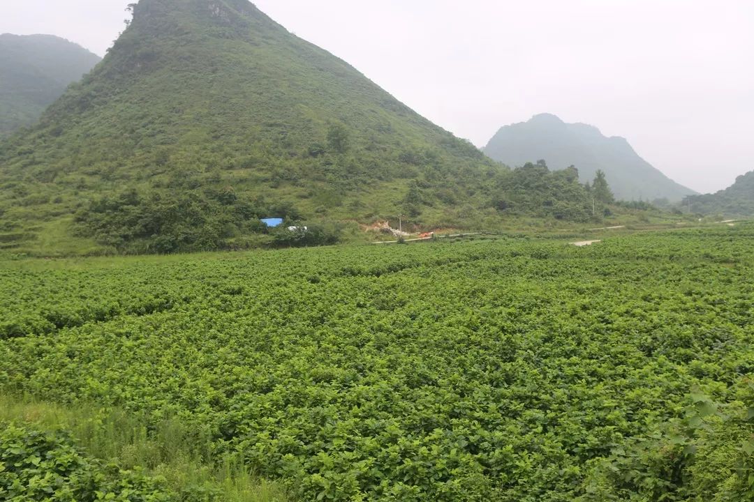 贵州荔波县哪些农业项目,荔波种植什么最赚钱