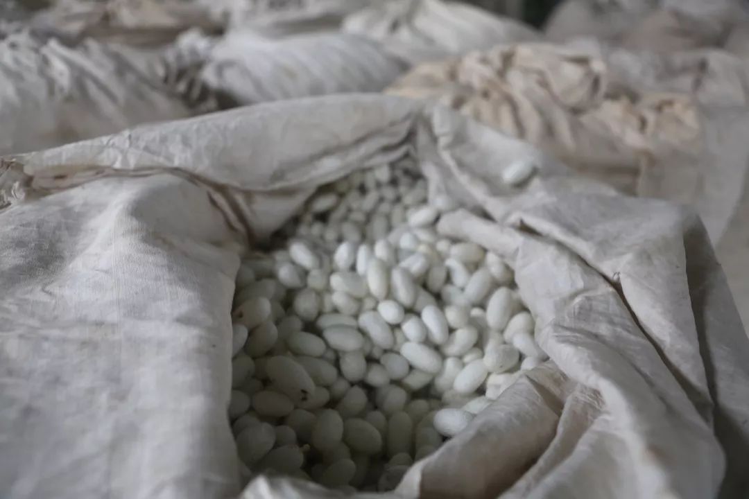 贵州荔波县哪些农业项目,荔波种植什么最赚钱