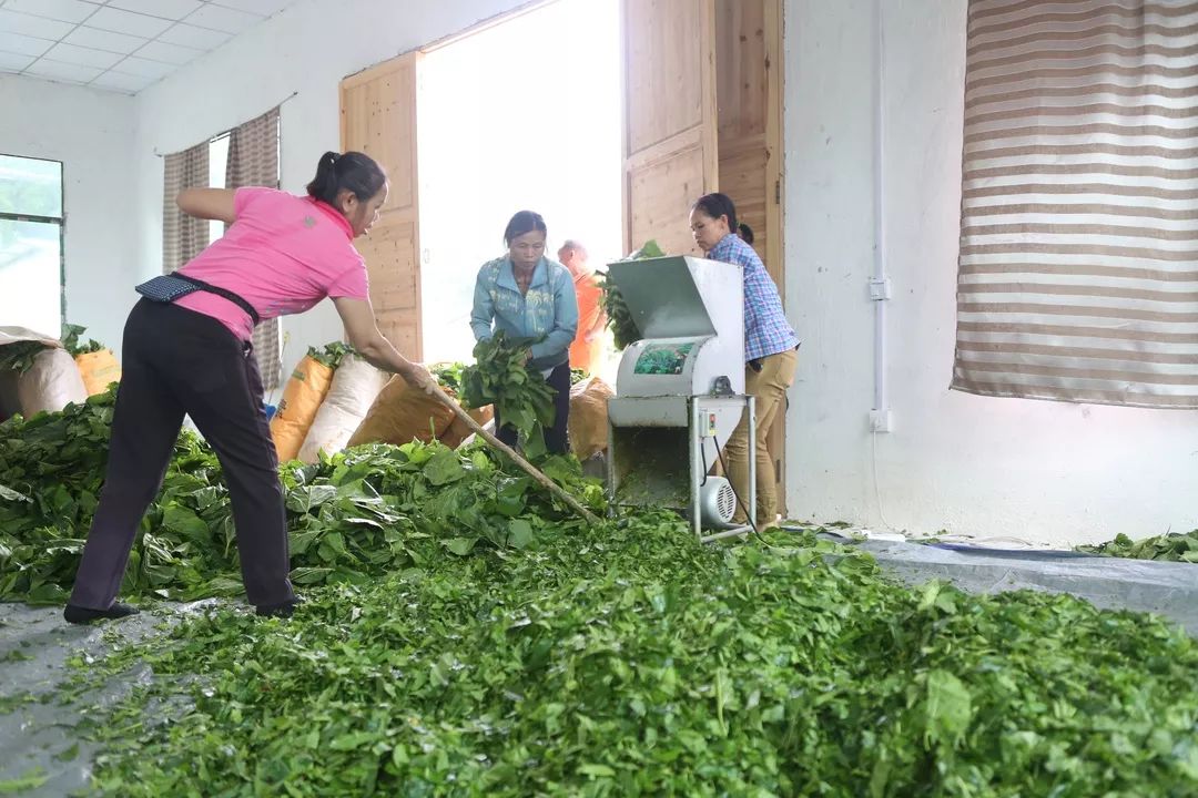 贵州荔波县哪些农业项目,荔波种植什么最赚钱