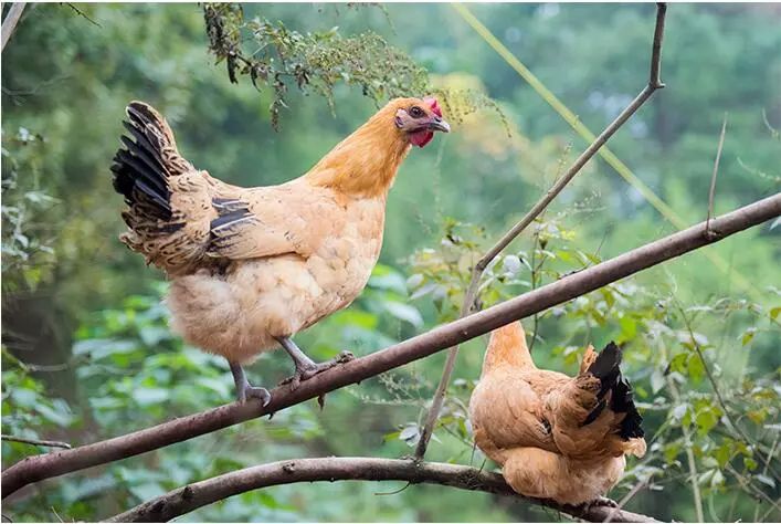 “苗乡鸡倌”王晋龙：脱贫不忘本致富惠乡邻