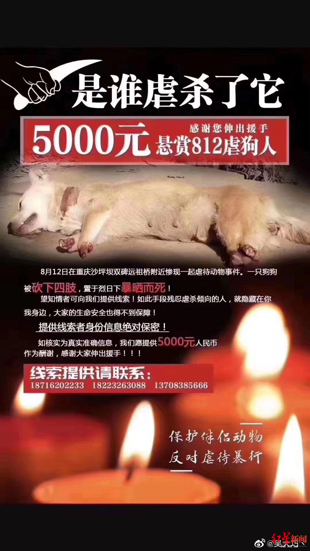 重庆一条狗虐狗,重庆流浪狗被击毙爱狗人士祭拜