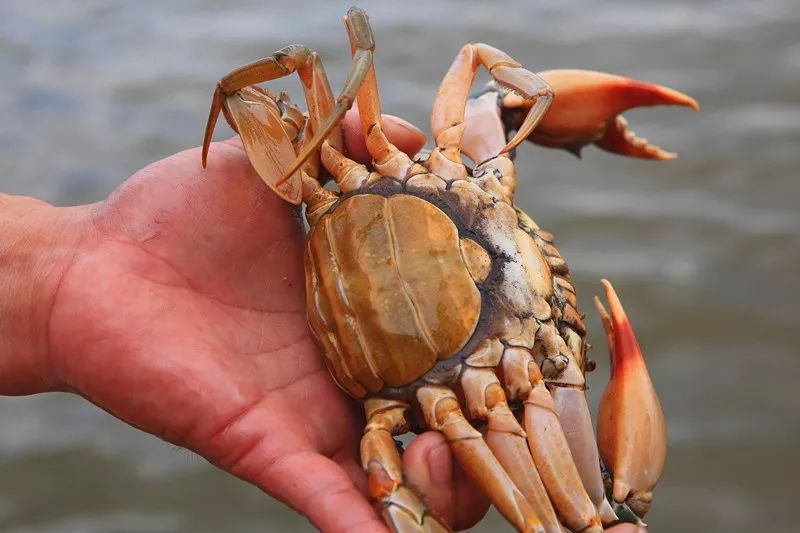 六月黄是发育不良，黄油蟹是病入膏肓