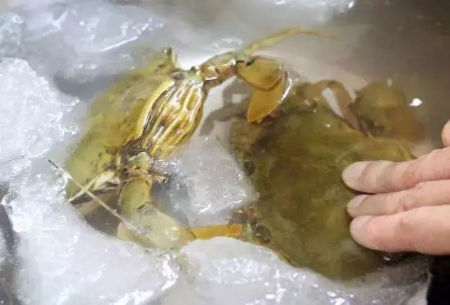 六月黄是发育不良，黄油蟹是病入膏肓