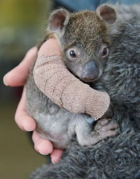 小考拉让人心疼,瘦弱的小考拉